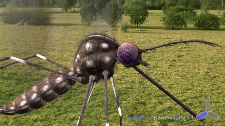 Mosquito